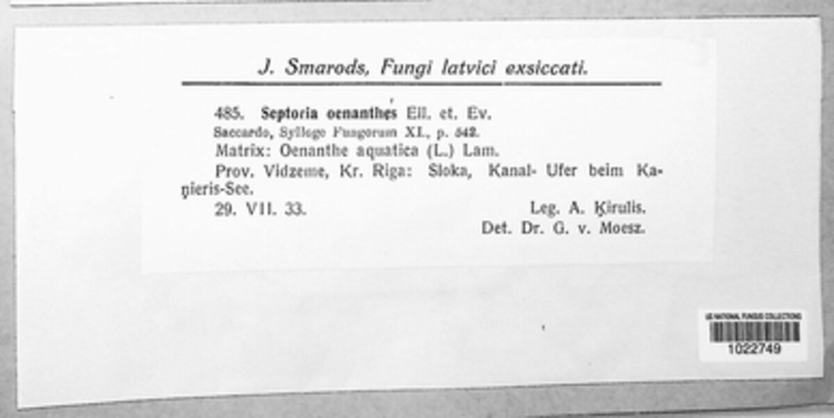 Septoria oenanthes image